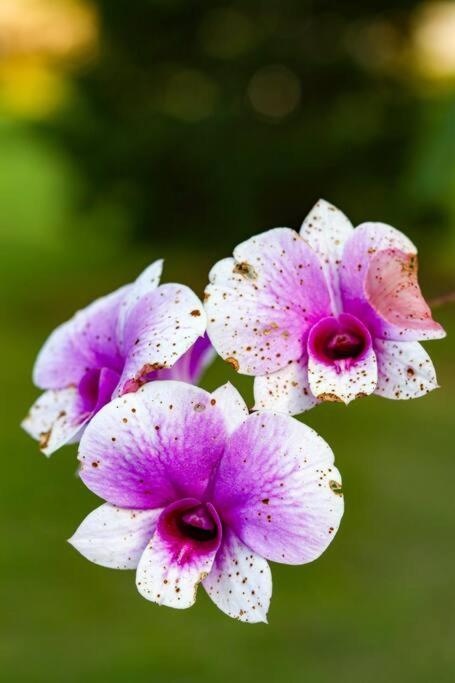 Recanto Dos Beija Flores, Chale Lantana C Monte Alegre do Sul Eksteriør billede